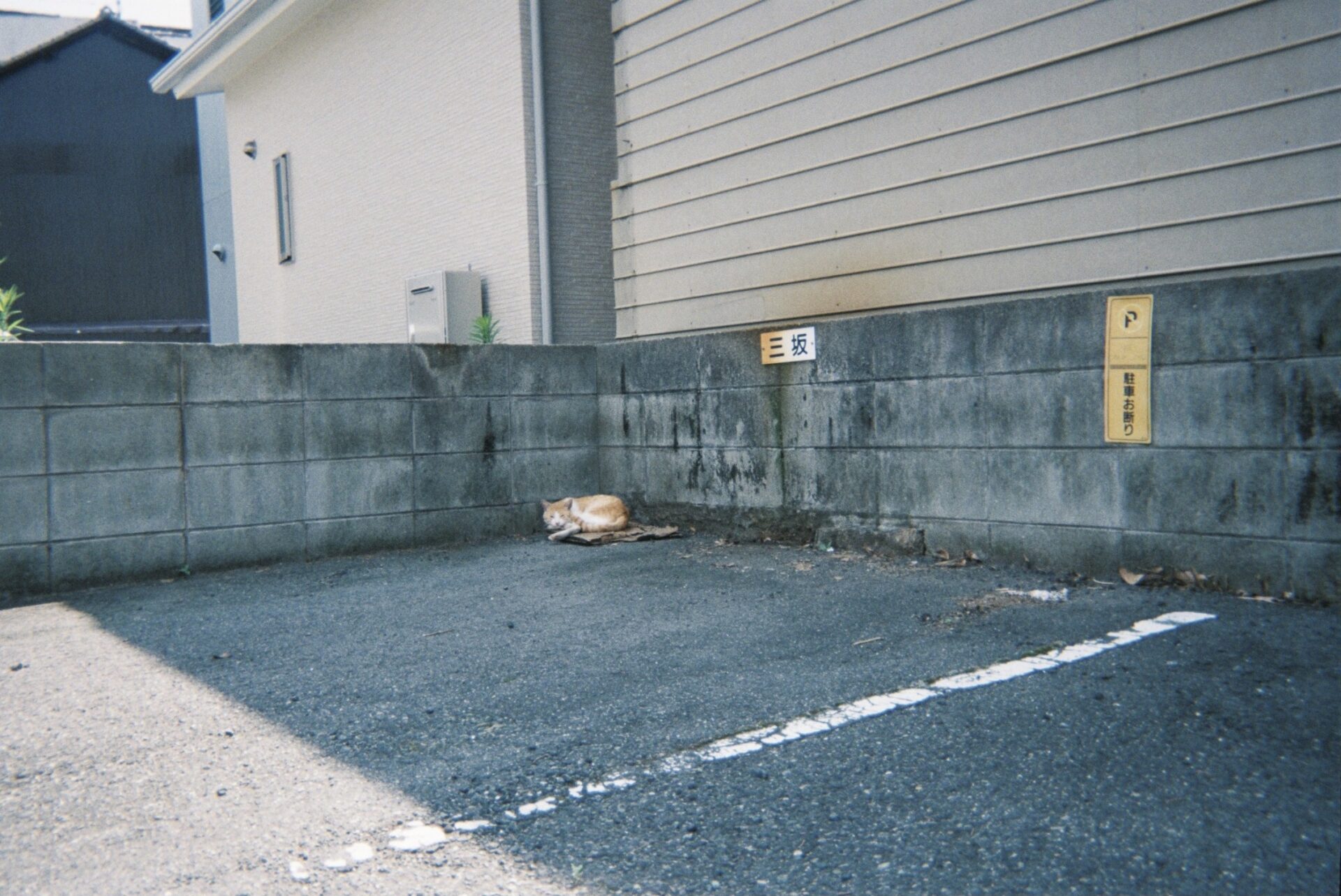写ルンです 作例
