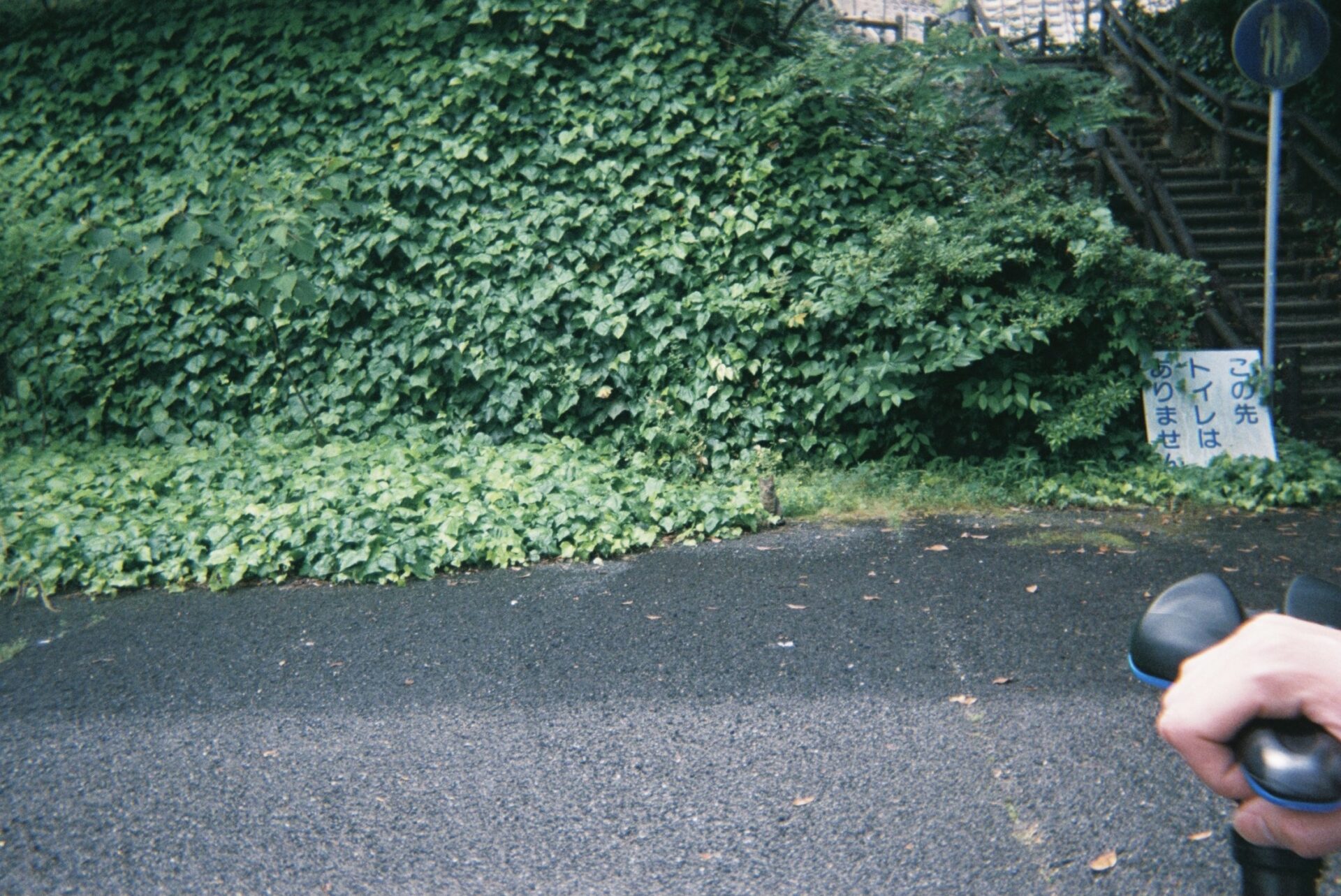 写ルンです 作例