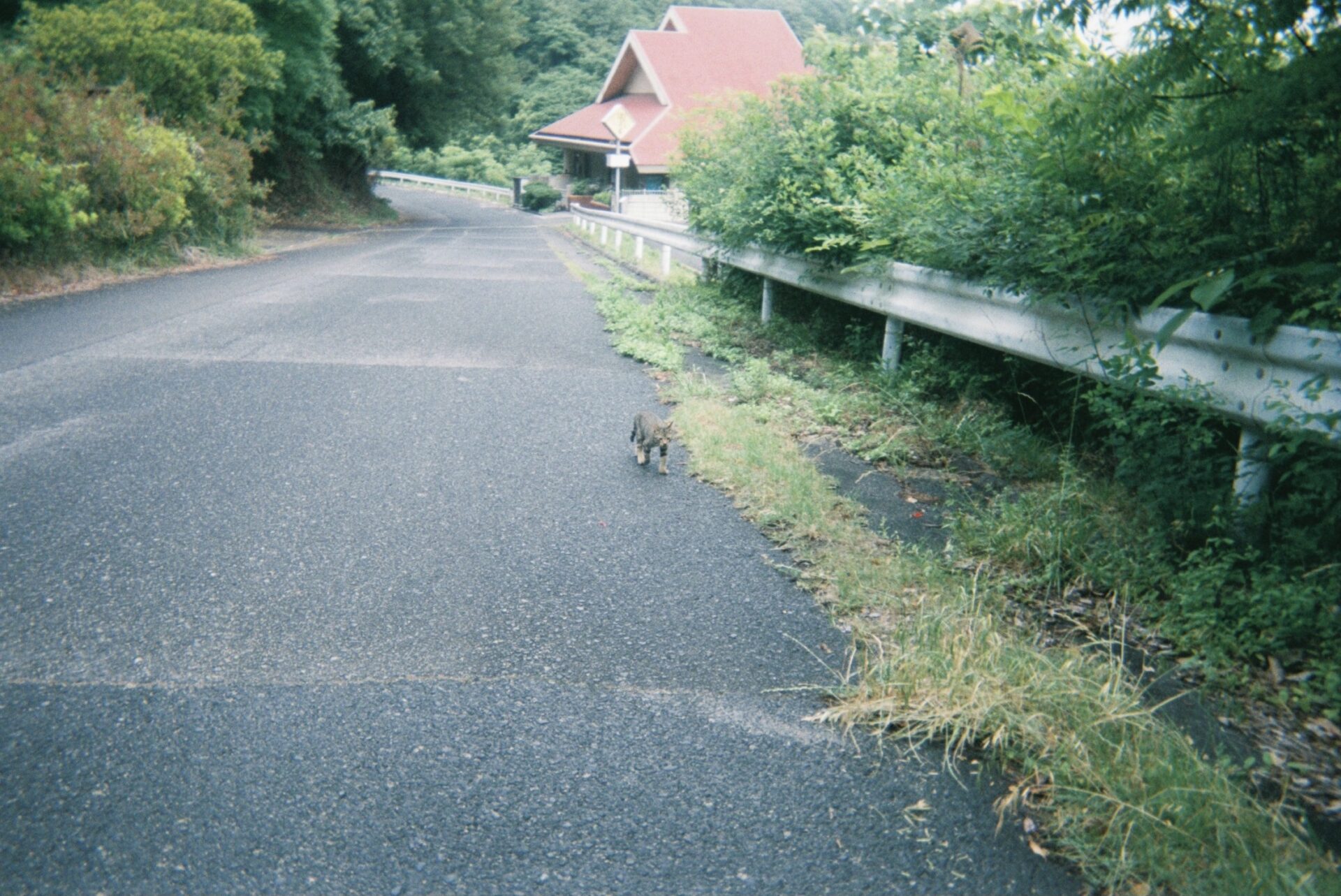 写ルンです 作例