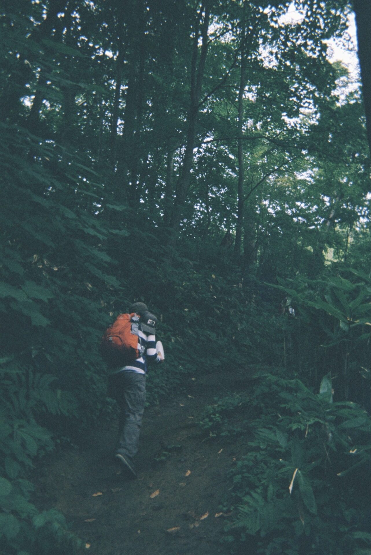 写ルンです 作例