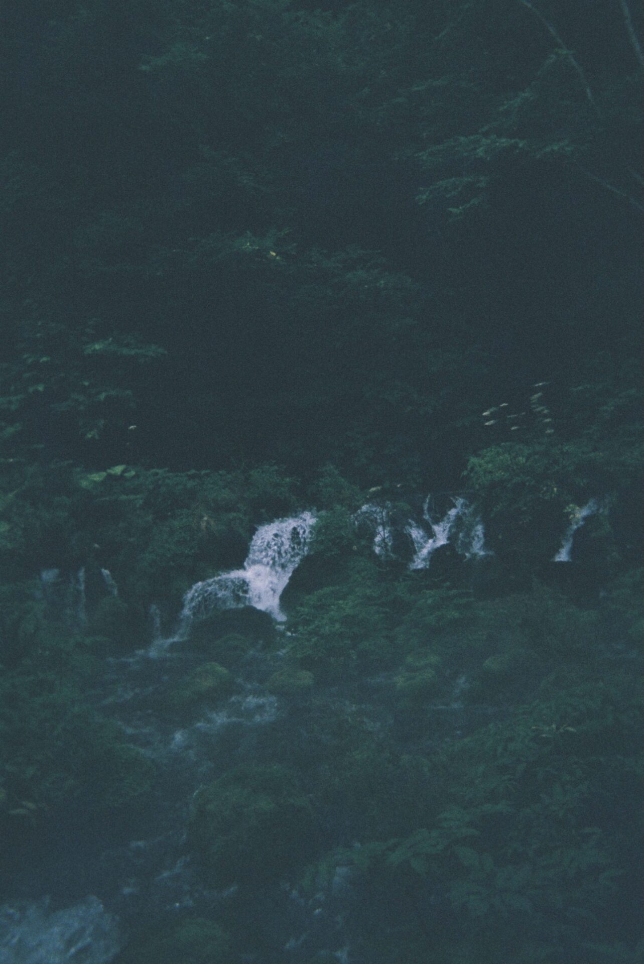 写ルンです 作例